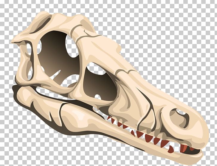 Triceratops Skull Euclidean PNG, Clipart, 3d Animation, Animal, Animal Skull, Animation, Anime Character Free PNG Download
