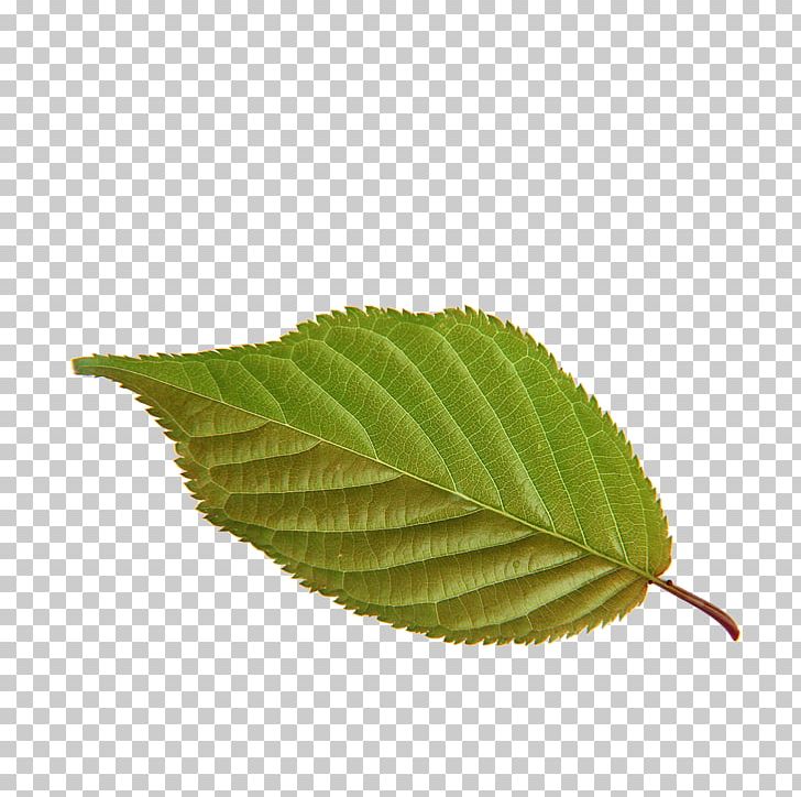 U30d0u30c7u30a3u30b9u30ddu30fcu30c4u5e7cu80b2u5712u535au591au5357u6821 Leaf PNG, Clipart, Autumn, Autumn Leaf, Child, Computer Graphics, Download Free PNG Download