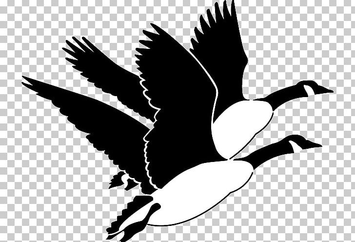 Canada Goose Bird PNG, Clipart, Animals, Beak, Bird, Bird Migration, Black And White Free PNG Download