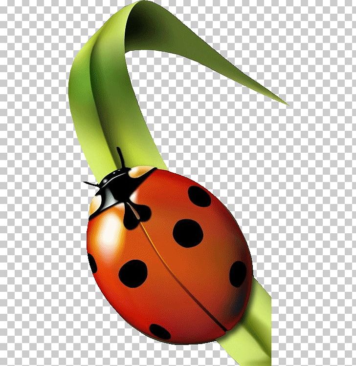 Insect Ladybird Garderie Coccinelles (Les) Aphid Grass PNG, Clipart, Animal, Animation, Beetle, Blog, Bug Free PNG Download