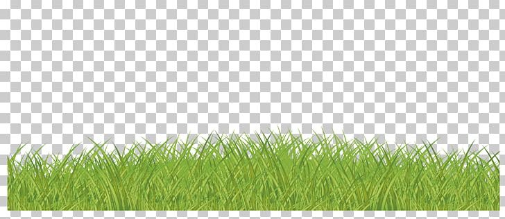 Lawn Green Grasses Family PNG, Clipart, Background Green, Family, Grass, Grasses, Grass Family Free PNG Download