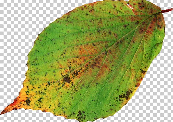 Leaf Photography PNG, Clipart, Akiba, Green, Leaf, Lilium, Organism Free PNG Download