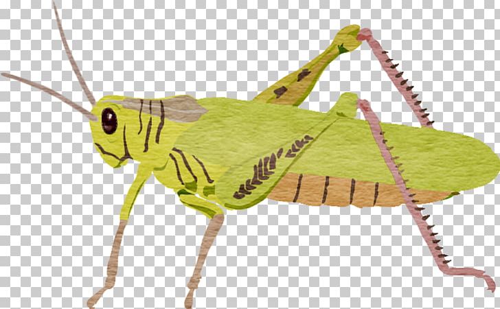 Locust Grasshopper PNG, Clipart, Animal, Blog, Caelifera, Cdr, Cricket Like Insect Free PNG Download