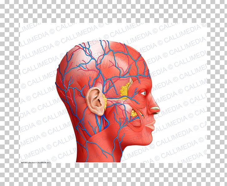 Nose Muscle Blood Vessel Human Anatomy Head PNG, Clipart, Anatomy, Blood Vessel, Brain, Cheek, Chin Free PNG Download