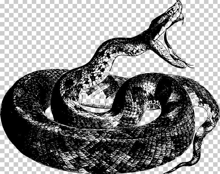 Snake Reptile Drawing Boa Constrictor PNG, Clipart, Anaconda, Animals, Black And White, Boas, Cobra Free PNG Download