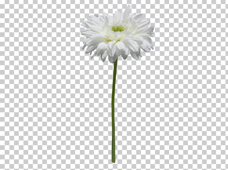 Common Daisy Cut Flowers Chrysanthemum Silk Oxeye Daisy PNG, Clipart, Annual Plant, Bow Tie, Chrysanthemum, Chrysanths, Common Daisy Free PNG Download