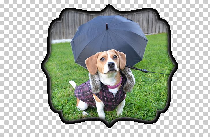 Treeing Walker Coonhound Beagle Harrier Black And Tan Coonhound Dog Breed PNG, Clipart, Bailey, Banner, Beagle, Black And Tan Coonhound, Breed Free PNG Download