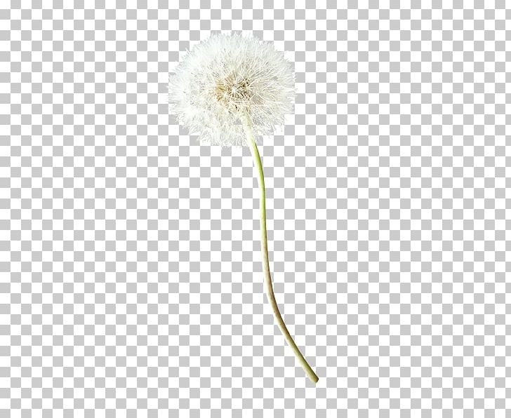 Common Dandelion PNG, Clipart, Common Dandelion, Crea, Creative Ads, Creative Artwork, Creative Background Free PNG Download