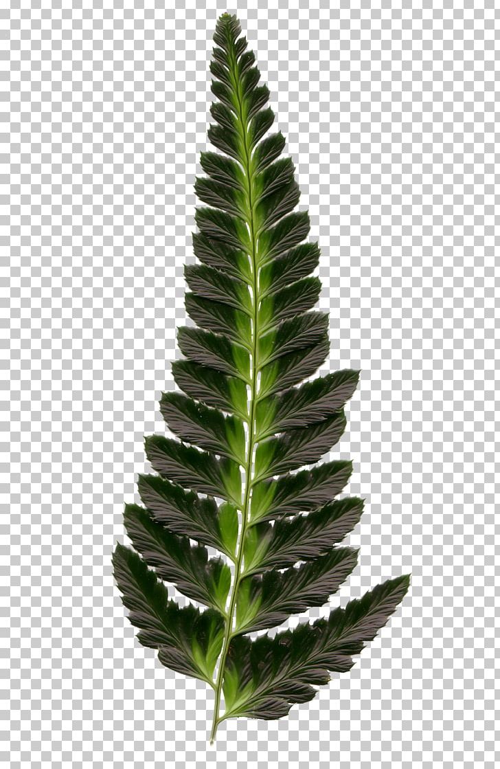 Leaf Burknar Plant PNG, Clipart, Albom, Alice, Alice In Wonderland, Autumn Leaves, Banana Leaves Free PNG Download