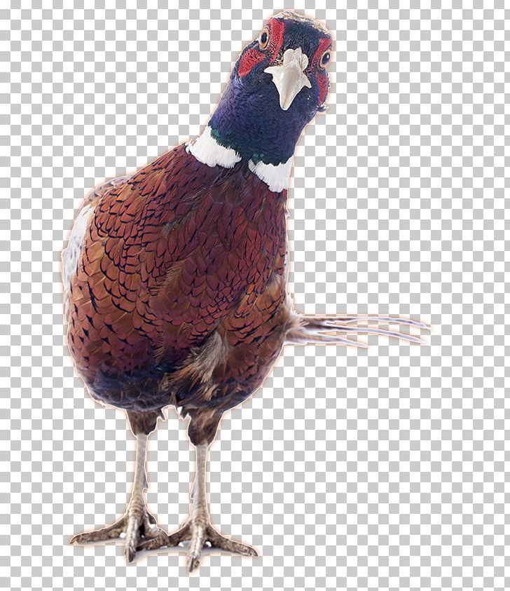 Ring-necked Pheasant Stock Photography PNG, Clipart, Beak, Bird, Chicken, Domesticated Turkey, European Free PNG Download