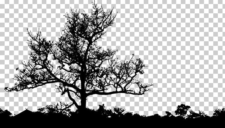Silhouette PNG, Clipart, Black And White, Branch, Computer Icons, Conifer, Flora Free PNG Download
