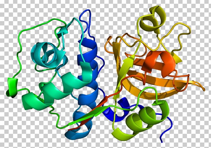 Cathepsin S Organism Protein Protease PNG, Clipart, Artwork, Biology, Cathepsin, Cell, Cystatin C Free PNG Download