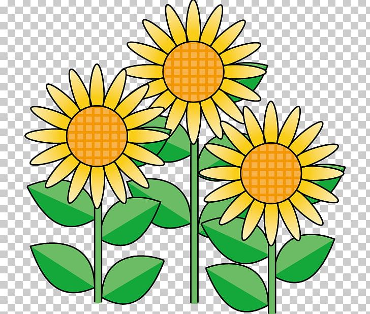 Common Sunflower Cut Flowers PNG, Clipart, Artwork, Common Sunflower, Cut Flowers, Daisy, Daisy Family Free PNG Download