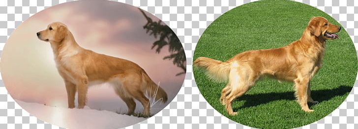 Dog Breed Sporting Group Animal PNG, Clipart, Animal, Animal Figure, Animals, Breed, Carnivoran Free PNG Download