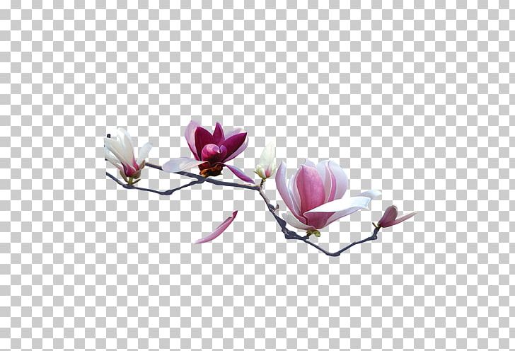 Nelumbo Nucifera White Red PNG, Clipart, Blue, Branch, Color, Desktop Wallpaper, Download Free PNG Download