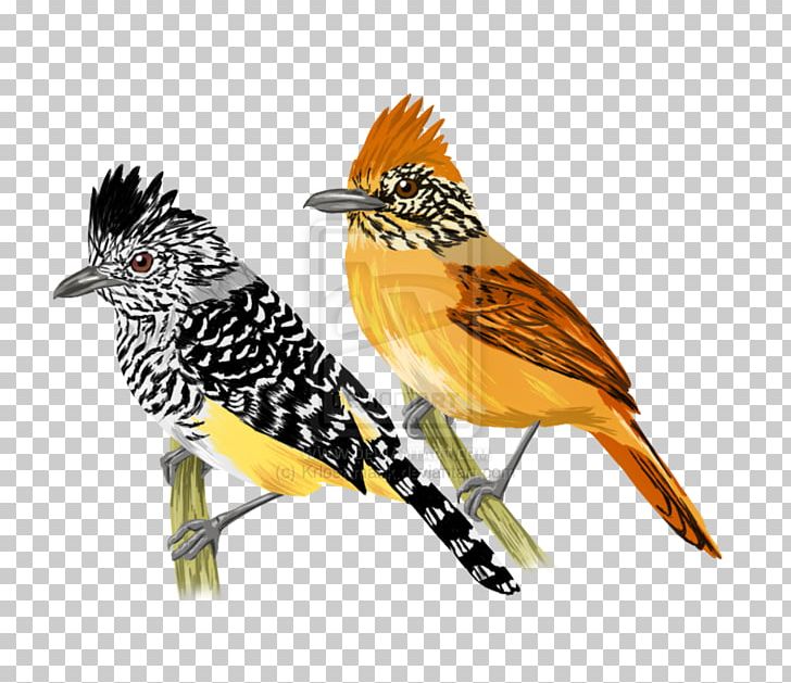 Beak Fauna Feather Cuckoos PNG, Clipart, Beak, Bird, Cuckoos, Cuculiformes, Fauna Free PNG Download