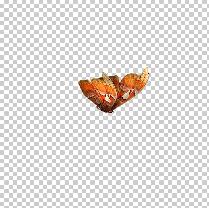 Butterfly Moth Pattern PNG, Clipart, Animals, Butterflies, Butterfly, Butterfly Group, Butterfly Wings Free PNG Download