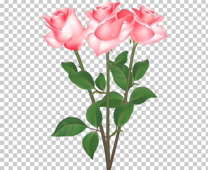 Garden Roses Cabbage Rose Floribunda PNG, Clipart, Advertising, Bud, China Rose, Cut Flowers, Floribunda Free PNG Download