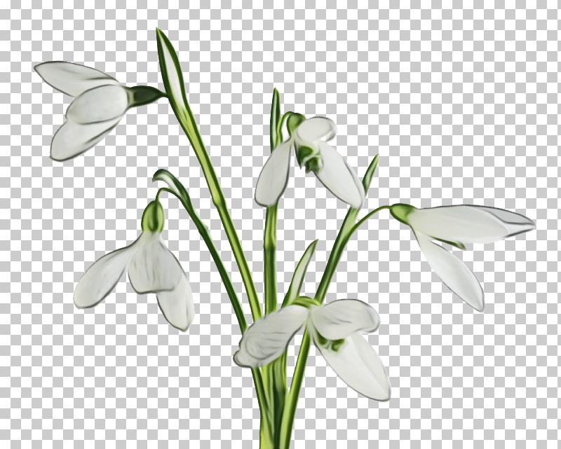 Flower Galanthus Snowdrop Plant Summer Snowflake PNG, Clipart, Amaryllis Family, Flower, Galanthus, Paint, Pedicel Free PNG Download