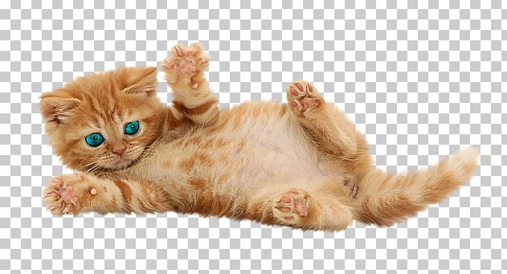 British Shorthair Kitten Siamese Cat Tonkinese Cat Persian Cat PNG, Clipart, Animals, British Shorthair, Burmese Cat, Carnivoran, Cat Free PNG Download