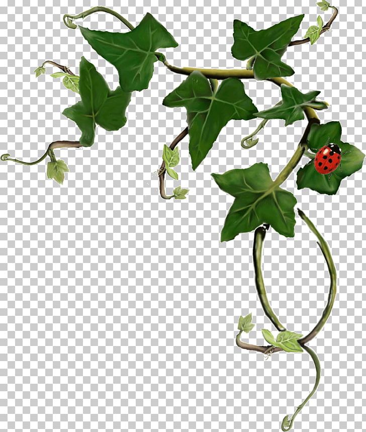 Common Ivy Plant Stem LRM PNG, Clipart, Branch, Common Ivy, Flemish, Flemish Region, Flora Free PNG Download
