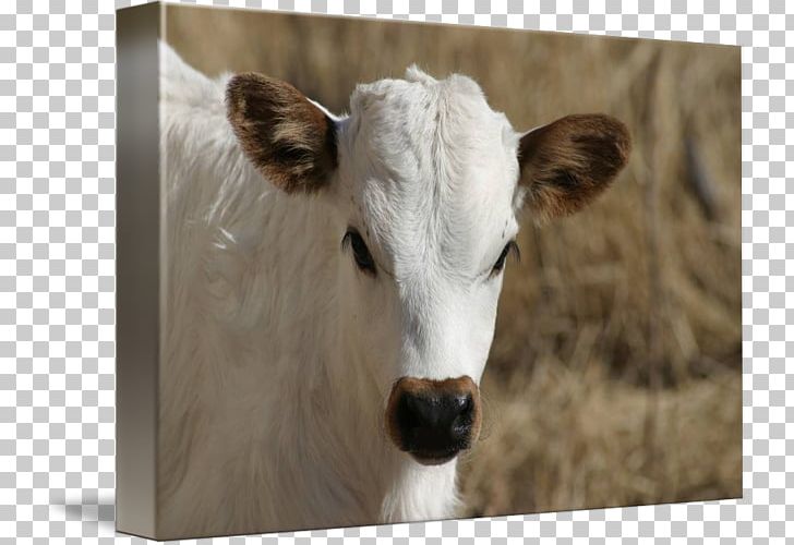 Dairy Cattle Calf Texas Longhorn Gallery Wrap PNG, Clipart, Art, Calf, Canvas, Cattle, Cattle Like Mammal Free PNG Download