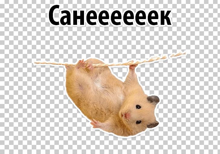 Hamster Cat Kitten Gerbil MRSA Super Bug PNG, Clipart, Animals, Cat, Chong, Cuteness, Desktop Wallpaper Free PNG Download