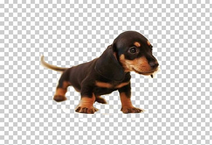 Dachshund Great Dane Beagle Harrier Puppy PNG, Clipart, Beagle, Breed, Canis, Carnivoran, Dog Free PNG Download