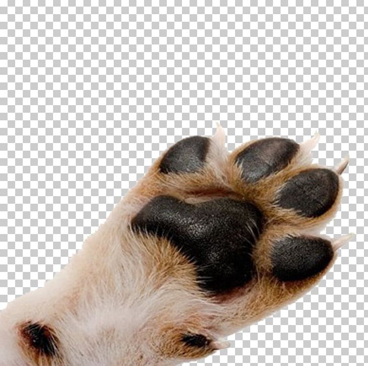 Pug Cat Paw Pet Dewclaw PNG, Clipart, Black Hair, Brown, Cat, Claw, Dew Free PNG Download