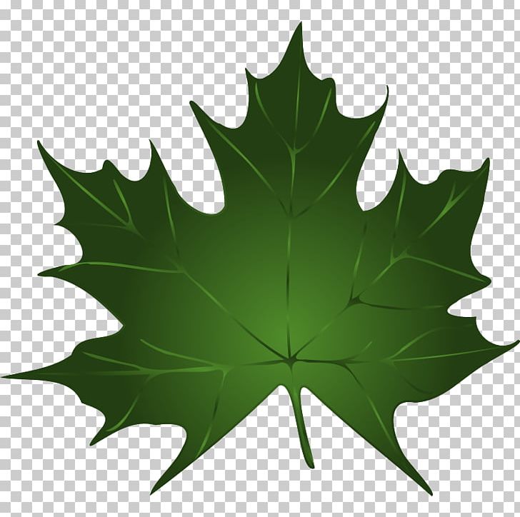 Sugar Maple Maple Leaf Green PNG, Clipart, Autumn Leaf Color, Free Content, Green, Image Of Maple Leaf, Leaf Free PNG Download