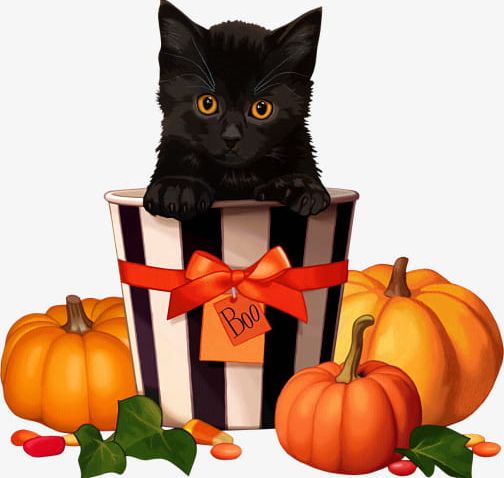 pumpkin black cat