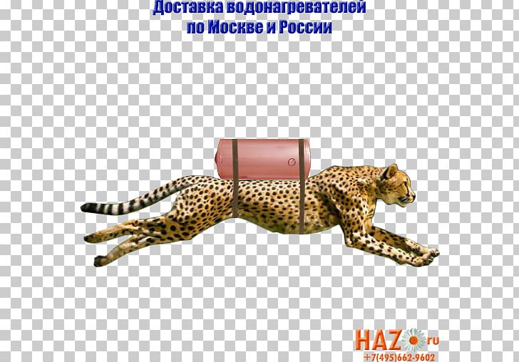Cheetah Pattern PNG, Clipart, Animals, Carnivoran, Cat Like Mammal, Cheetah Free PNG Download