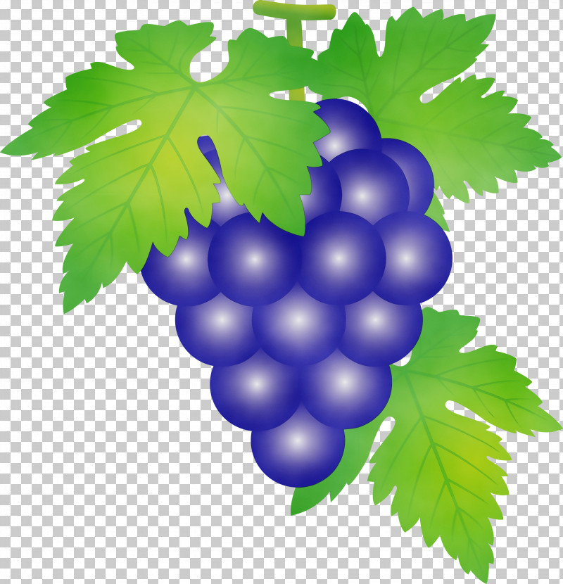 Grape Grape Leaves Seedless Fruit Leaf Grapevine Family PNG, Clipart, Berry, Currant, Flower, Fruit, Grape Free PNG Download