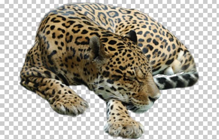 Cheetah Tiger Leopard Lion PNG, Clipart, Animals, Big Cat, Big Cats, Black, Black Spots Free PNG Download