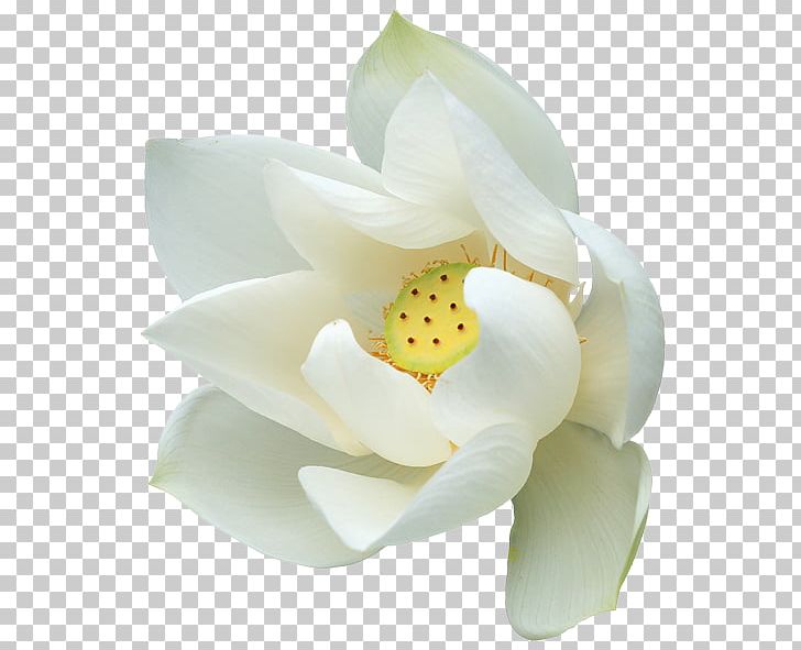 Flower Nelumbo Nucifera PNG, Clipart, Animation, Arum, Cut Flowers, Floral Design, Flower Free PNG Download