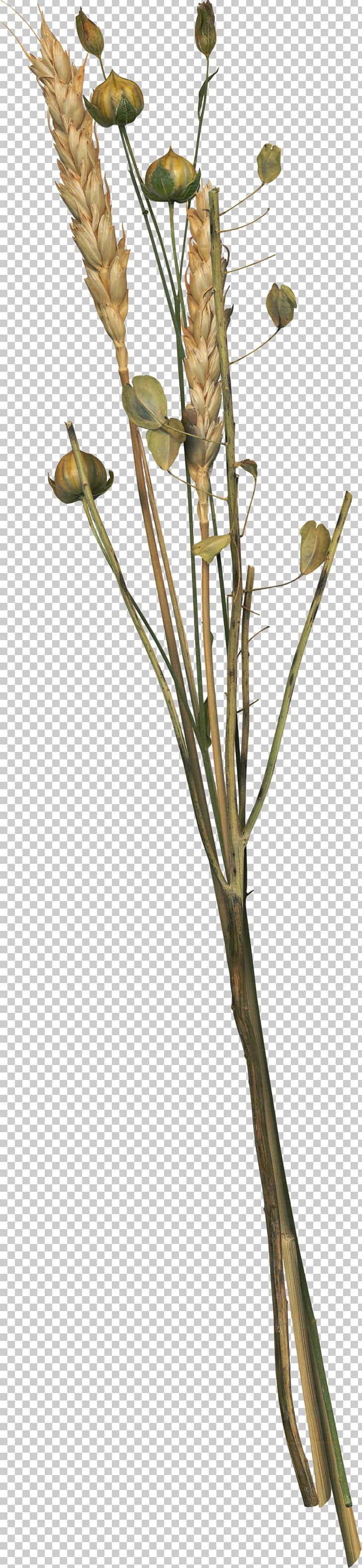 Flower Wheat PNG, Clipart, Branch, Commodity, Download, Encapsulated Postscript, Flora Free PNG Download