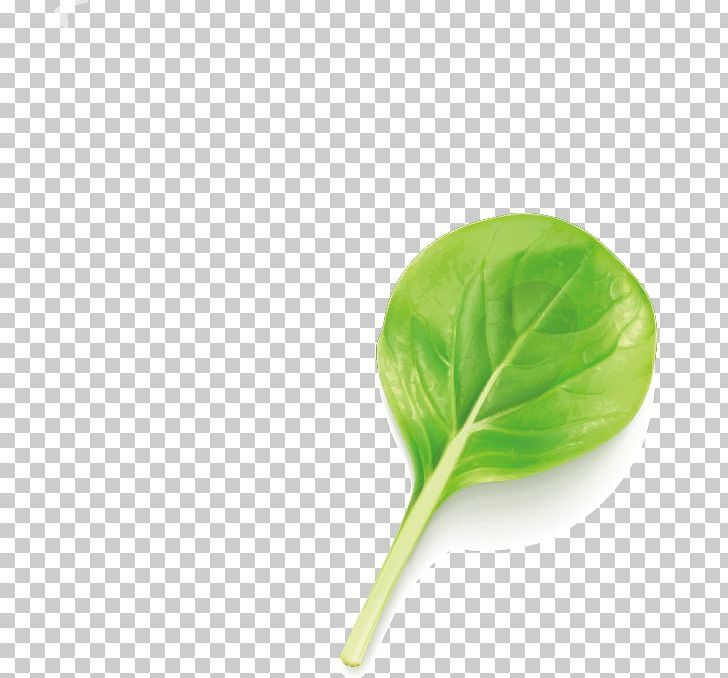 Green Leaf Euclidean PNG, Clipart, Download, Euclidean Vector, Fall Leaves, Flip Book, Green Free PNG Download