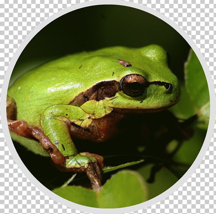 Pays D'Auge Nature Et Conservation Fauna Tree Frog Natural Heritage PNG, Clipart,  Free PNG Download