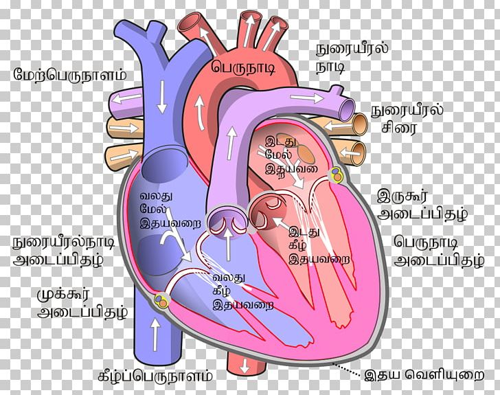 Heart Human Body Circulatory System Ventricle Atrium PNG, Clipart,  Free PNG Download
