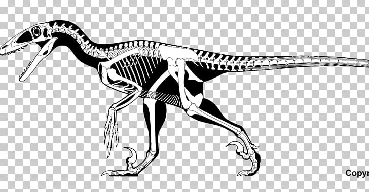 Deinonychus Velociraptor Spinosaurus Allosaurus Dilophosaurus PNG, Clipart, Animal Figure, Black And White, Claw, Deinonychus, Dilophosaurus Free PNG Download