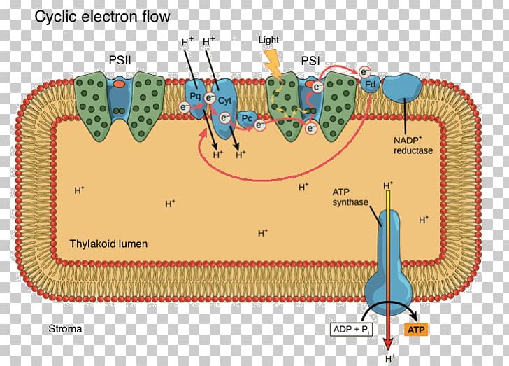 Thylakoid Light-dependent Reactions Biological Membrane Stroma PNG, Clipart, Area, Atp Synthase, Biological Membrane, Cell, Cell Membrane Free PNG Download