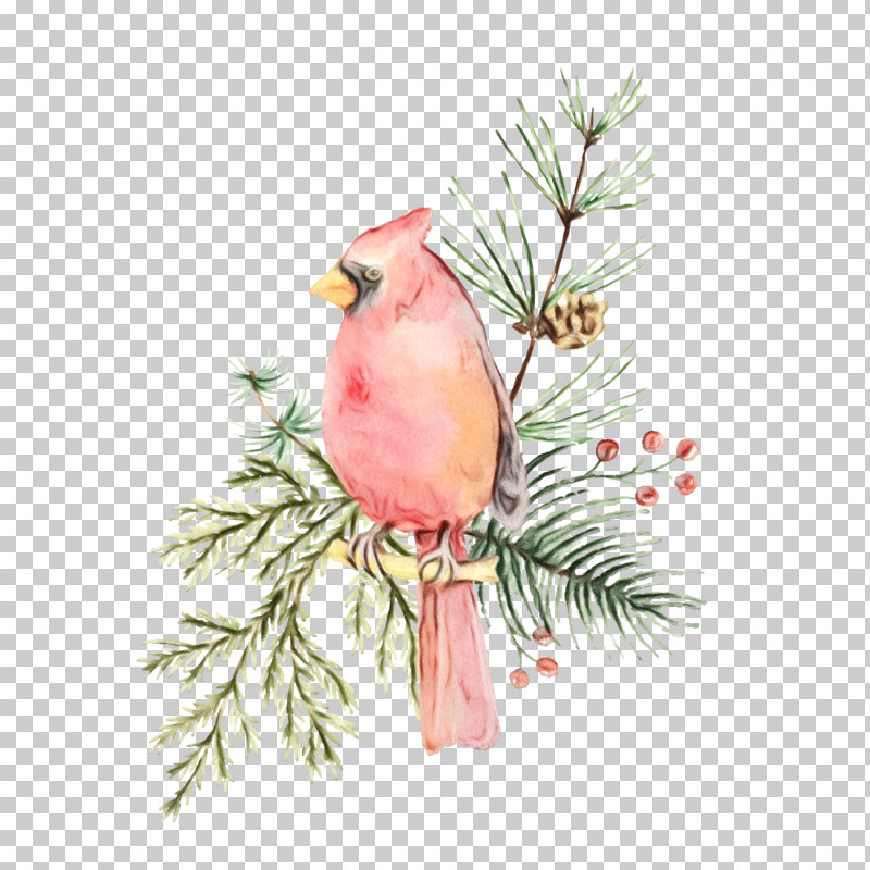 Bird Northern Cardinal Branch Songbird Beak PNG, Clipart, American Rosefinches, Beak, Bird, Branch, Colorado Spruce Free PNG Download