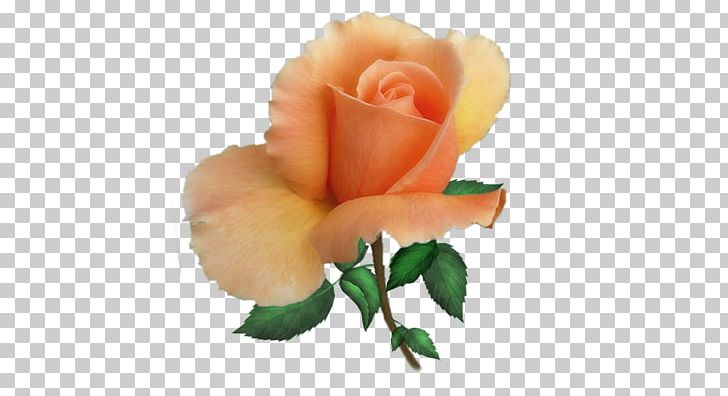 Garden Roses Centifolia Roses Floribunda PNG, Clipart, Bud, Cari, Centifolia Roses, Color, Cut Flowers Free PNG Download