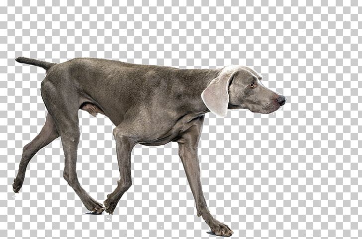 Weimaraner Plott Hound German Shorthaired Pointer Dog Breed PNG, Clipart, Animal, Animals, Breed, Carnivoran, Chinook Free PNG Download