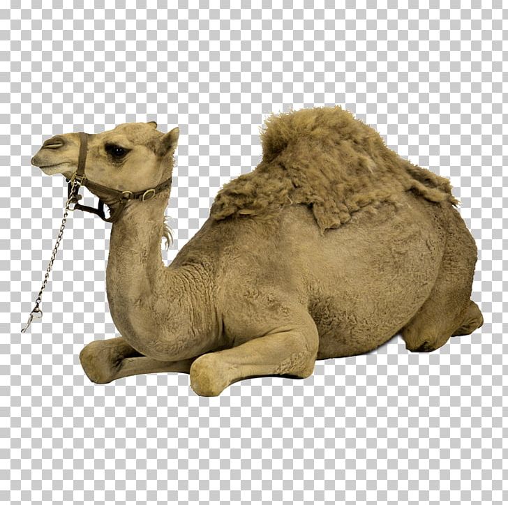 Bactrian Camel Dromedary Cat PNG, Clipart, Animal, Animals, Arabian Camel, Brown, Brown Background Free PNG Download