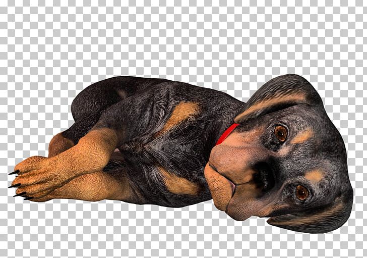 Black And Tan Coonhound Polish Hunting Dog Bloodhound Rottweiler Puppy PNG, Clipart, 3d Dog, Animal, Animals, Black And Tan Coonhound, Bloodhound Free PNG Download