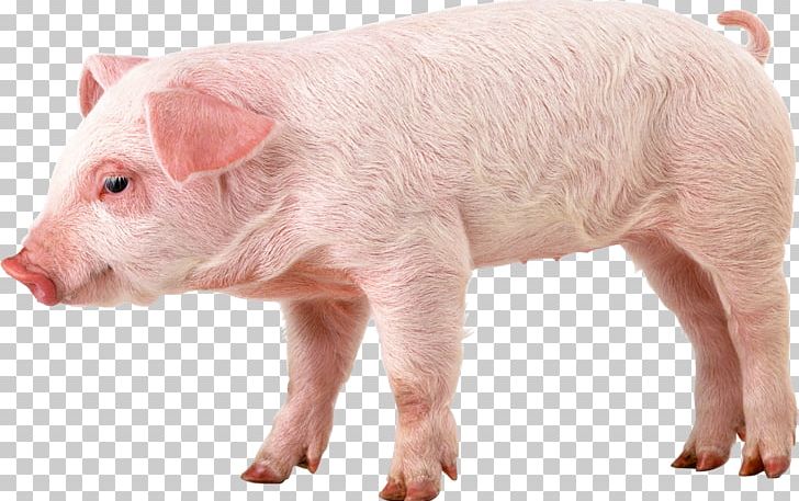 Domestic Pig PNG, Clipart, Animals, Clipping Path, Desktop Wallpaper, Display Resolution, Domestic Pig Free PNG Download