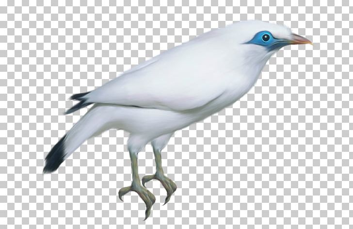 Bird Rock Dove PNG, Clipart, Animals, Beak, Bird, Bird Clipart, Black And White Free PNG Download