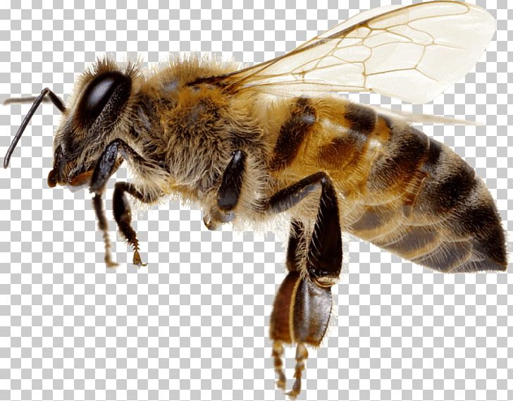 Honey Bee Hornet L'apiculture Beekeeping PNG, Clipart,  Free PNG Download