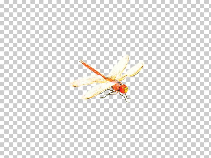 Insect Yellow Pollinator Pest Pattern PNG, Clipart, Arthropod, Cartoon Dragonfly, Dragonflies, Dragonfly, Dragonfly Wings Free PNG Download